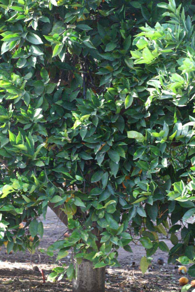            Habit (Riverside, CA)   